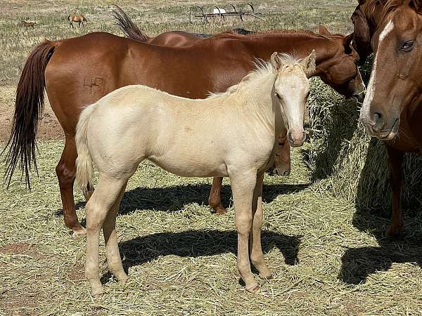 rondo-leo-horse