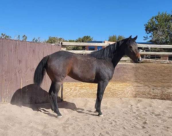 brown-snip-no-other-markings-horse