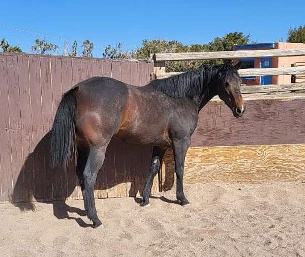 brown-quarter-horse-mare