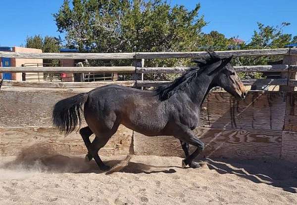 brown-aqha-mare