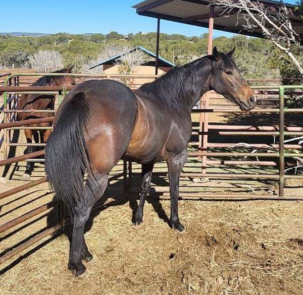 brown-aqha-horse