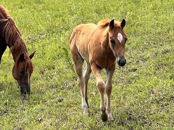 quarter-horse-filly