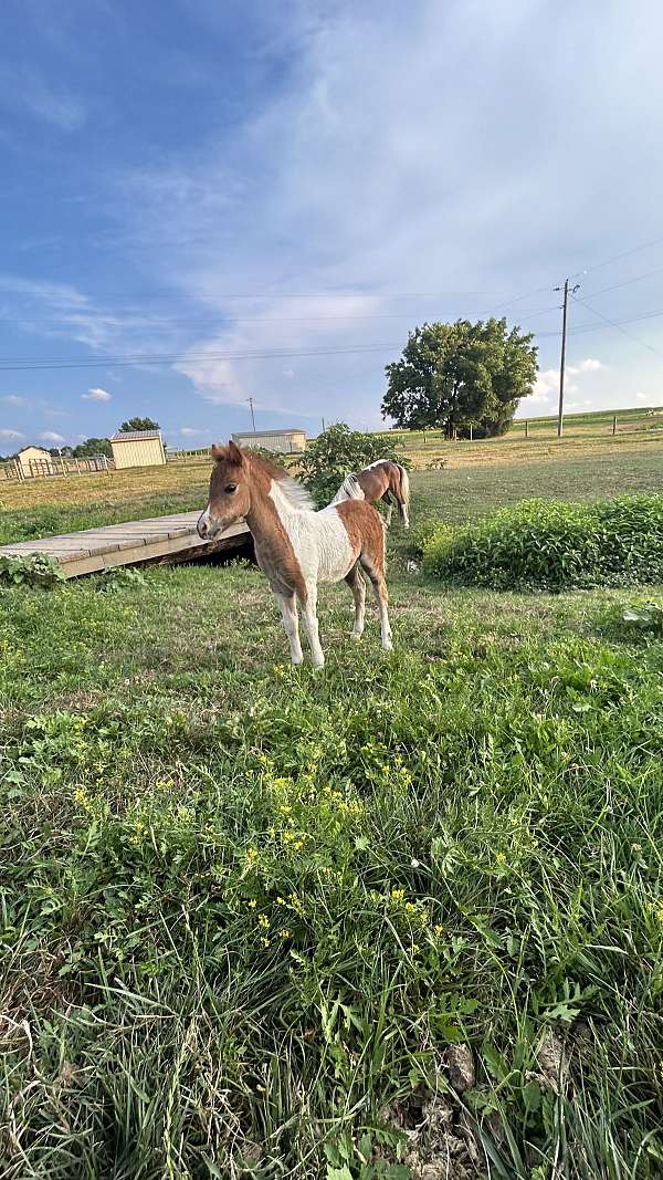 flashy-miniature-horse