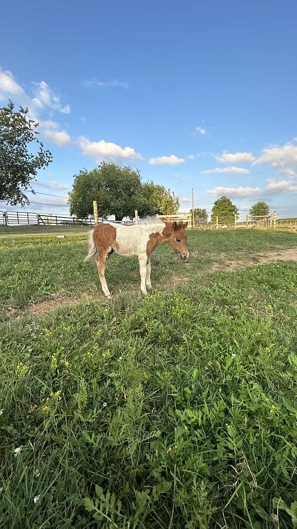 halter-miniature-horse