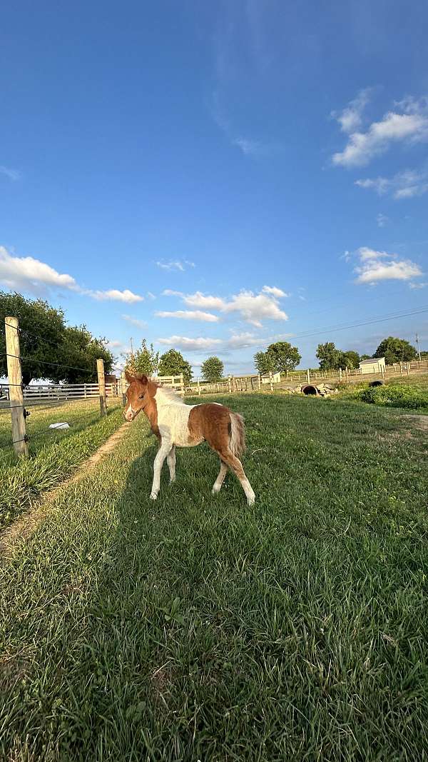 kid-safe-miniature-horse