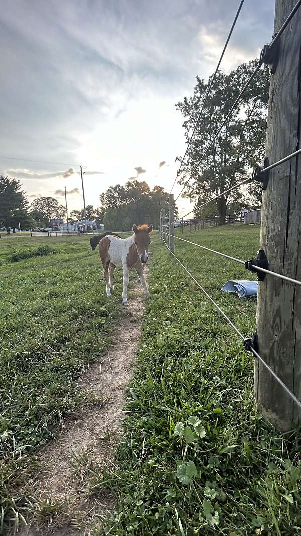 halter-filly