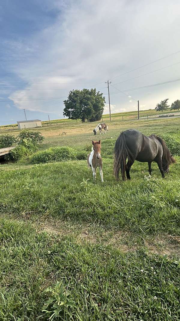 halter-horse