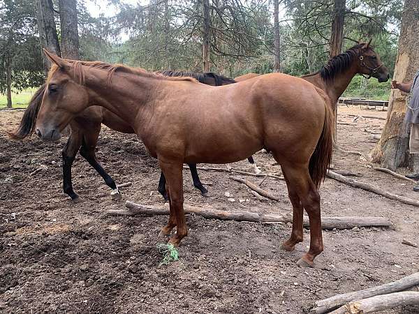 faint-white-hairs-at-eye-level-rf-some-horse