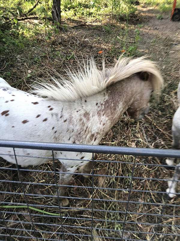 has-bred-miniature-horse