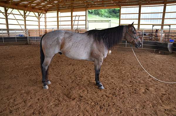 all-around-quarter-horse