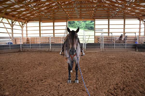 cattle-quarter-horse