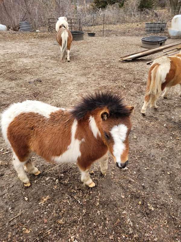 double-registered-appaloosa-pinto-horse