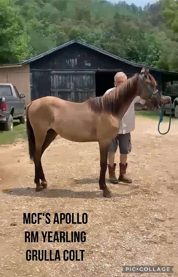 breeding-rocky-mountain-horse