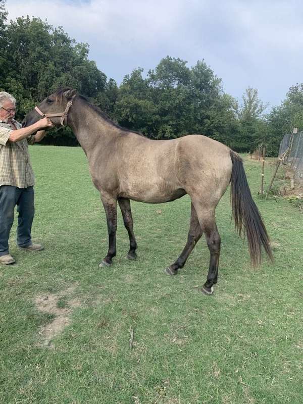 breeding-rocky-mountain-horse