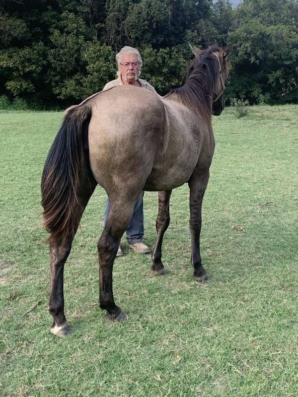 apollo-rocky-mountain-horse