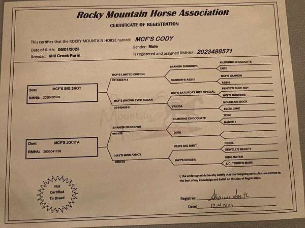 easy-to-train-rocky-mountain-horse