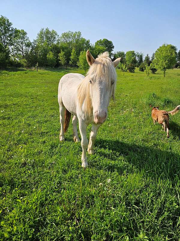 all-around-gypsy-vanner-horse