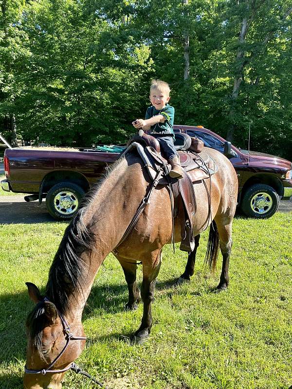 bay-roan-star-freeze-branded-running-w-on-left-hip-horse