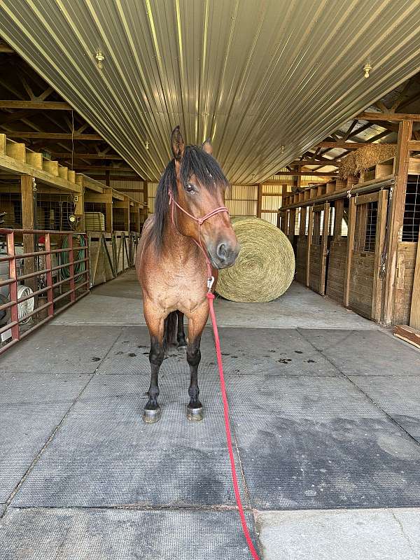 aqha-quarter-horse