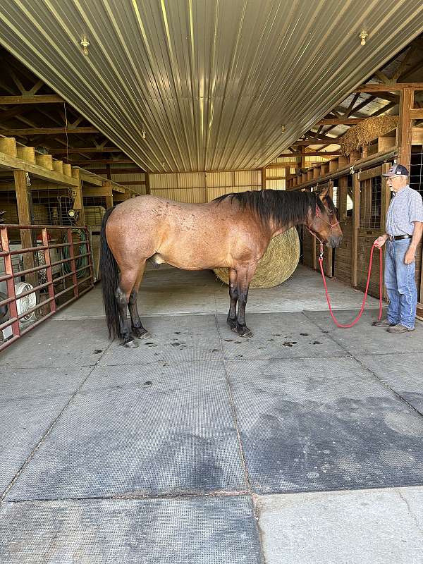 gentle-quarter-horse