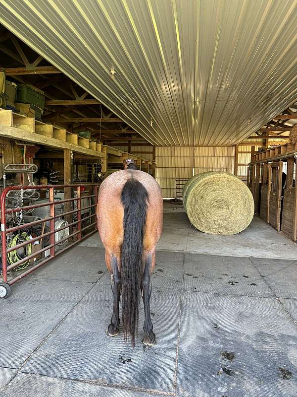 bay-roan-quarter-horse