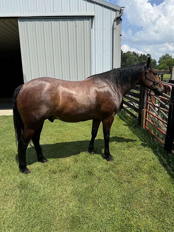 bay-roan-quarter-horse-gelding