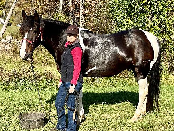 tobiano-blaze-4-white-stockings-horse