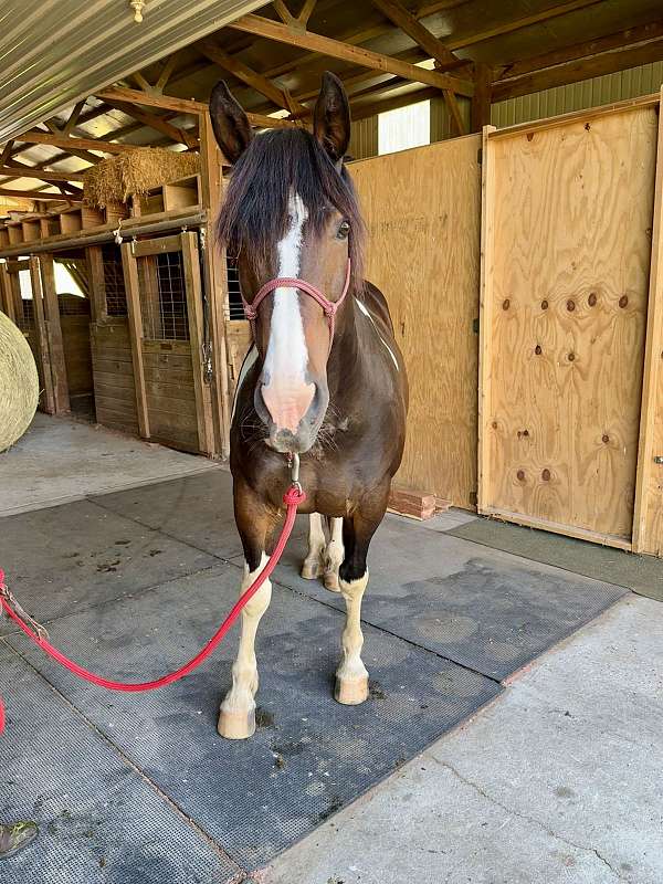 tobiano-paint-horse