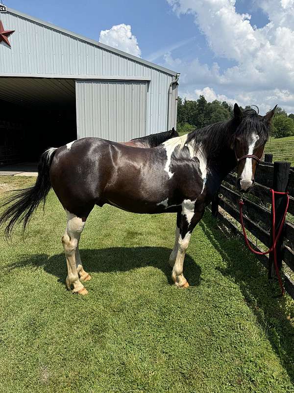 tobiano-paint-gelding