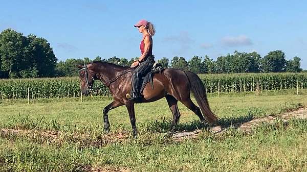 athletic-paso-fino-horse