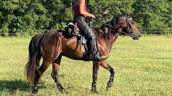 endurance-paso-fino-horse