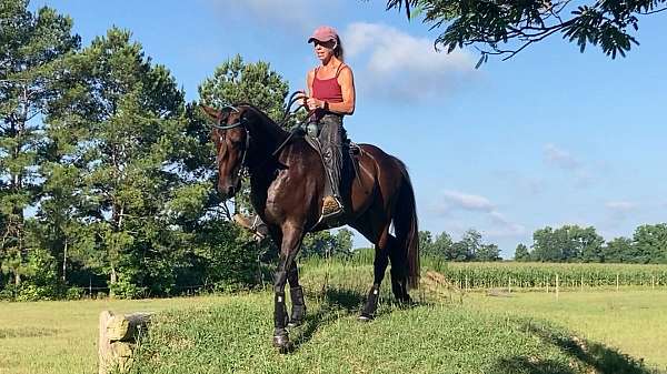 natural-horsemanship-training-paso-fino-horse