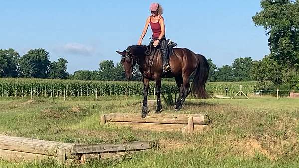 ridden-western-paso-fino-horse