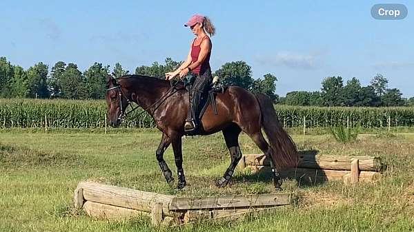 western-pleasure-paso-fino-horse