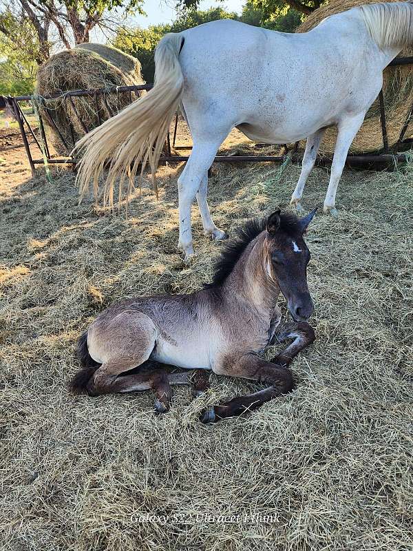 andalusian-filly