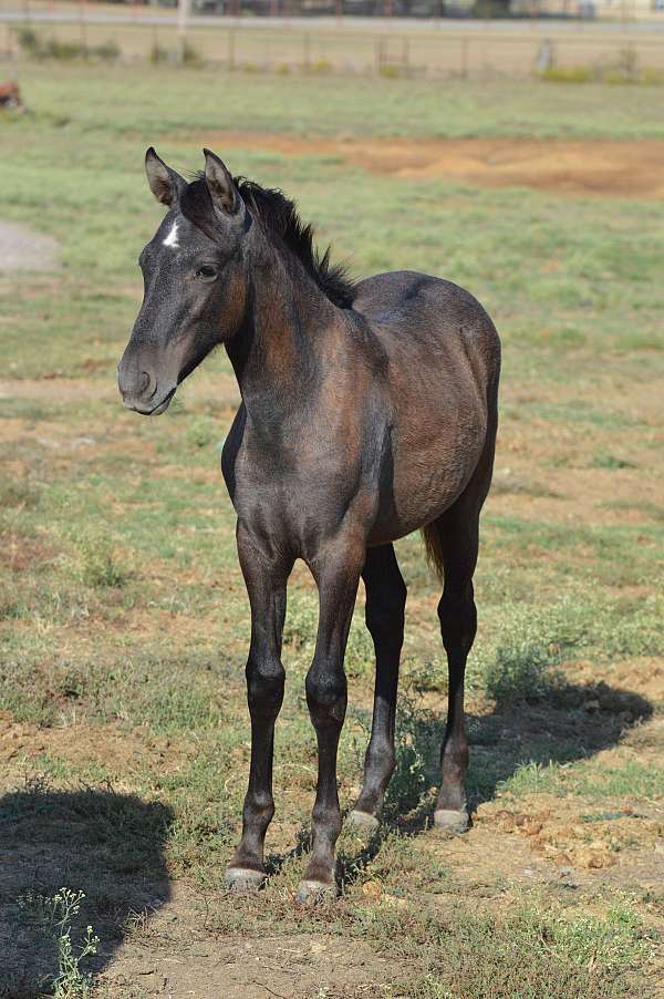 andalusian-filly