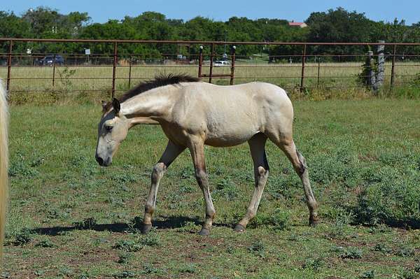 buckskin-grey-ancce-filly