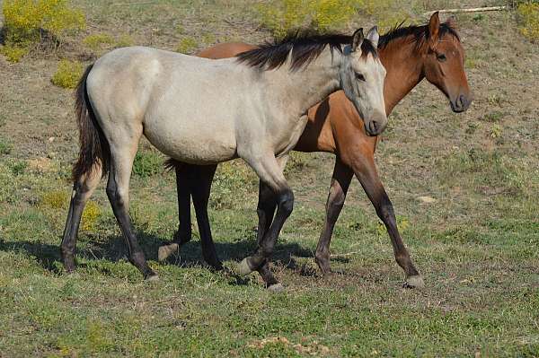 buckskin-grey-ancce-filly