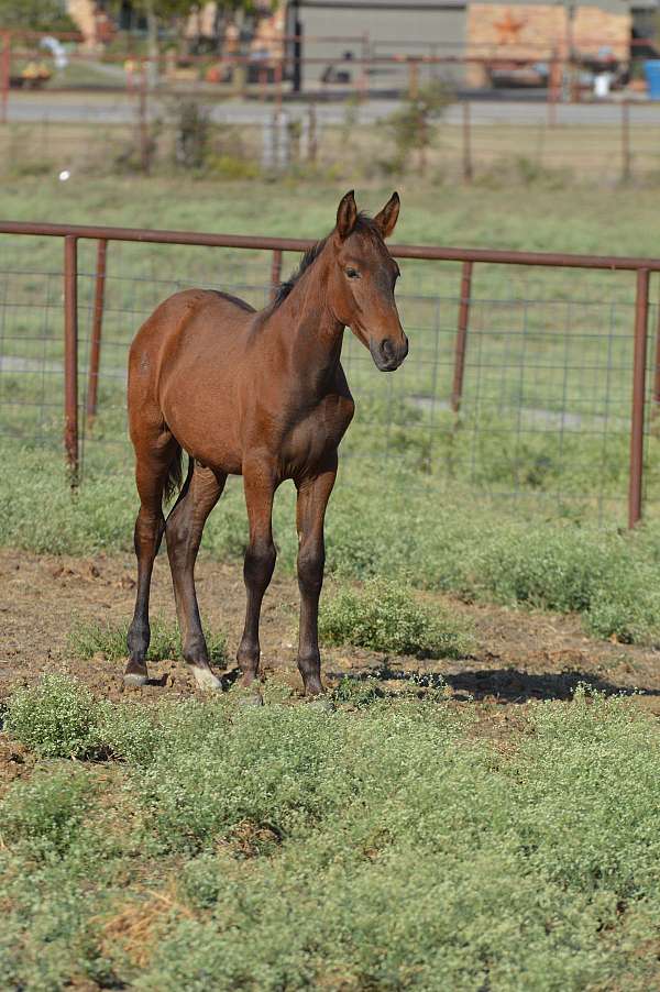 bay-grey-ialha-pre-weanling