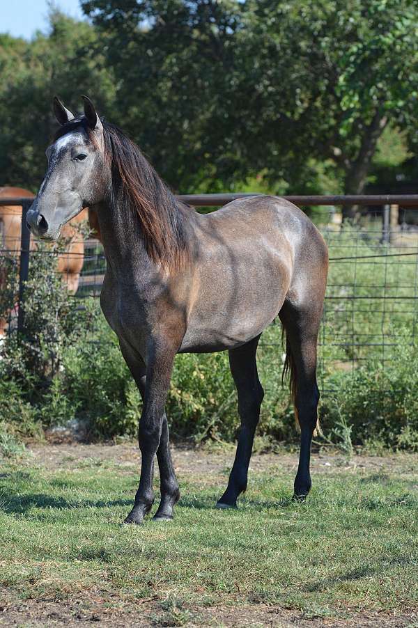 16-hand-andalusian-stallion