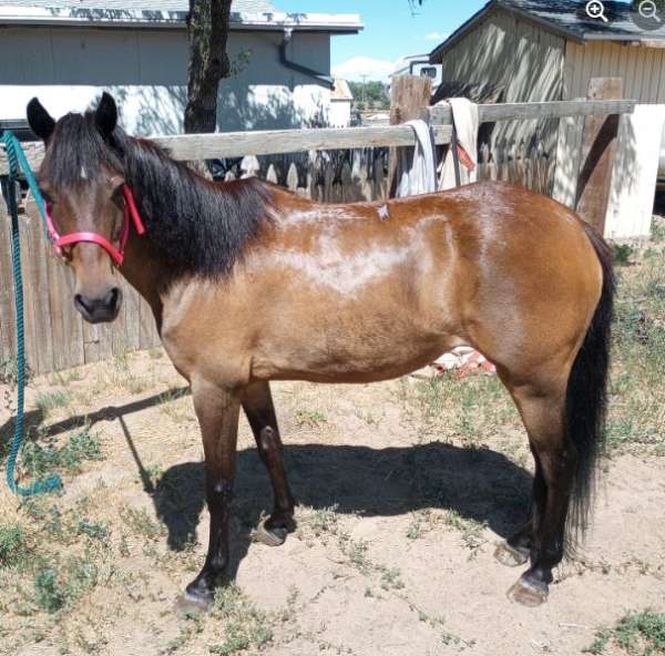 kid-safe-pony-poa-horse