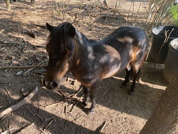 bay-black-miniature-gelding