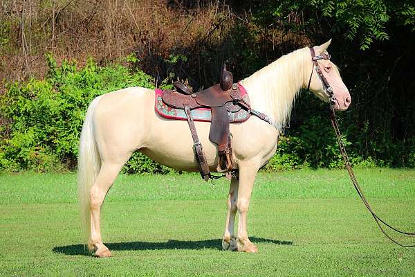 all-around-missouri-fox-trotter-horse