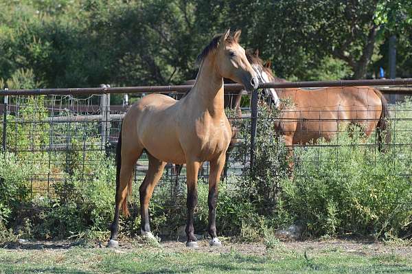 buckskin-andalusian-stallion