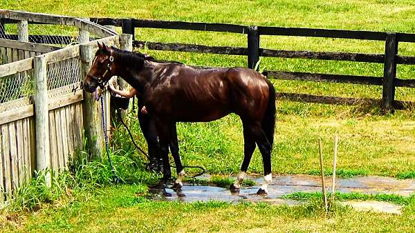 bay-white-horse