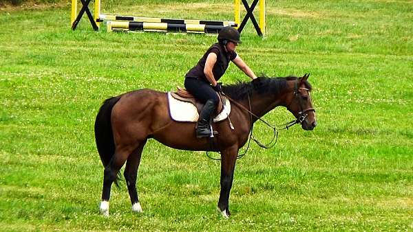 horses-for-sale-thoroughbred