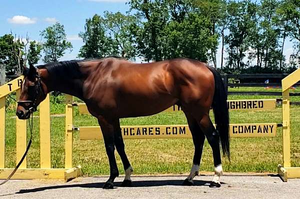 ottbs-for-sale-thoroughbred-horse