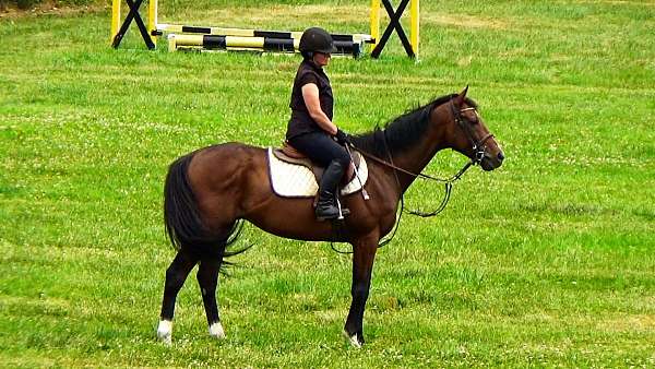 eventing-horses-for-sale-thoroughbred