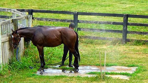 horses-for-sale-thoroughbred