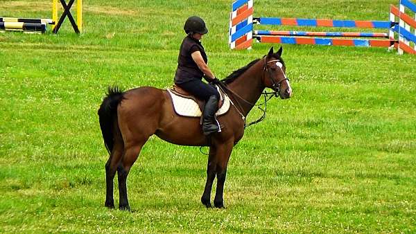 ottbs-for-sale-thoroughbred-horse